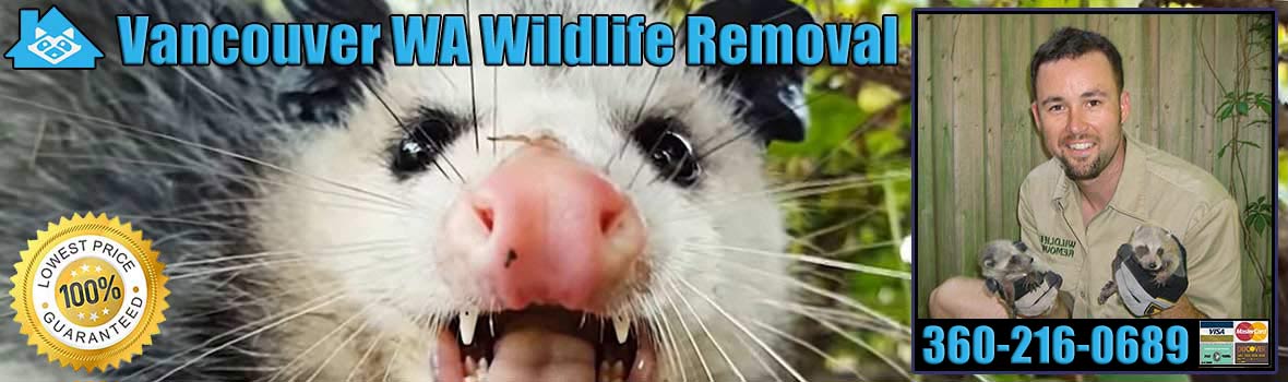 Vancouver Wildlife and Animal Removal